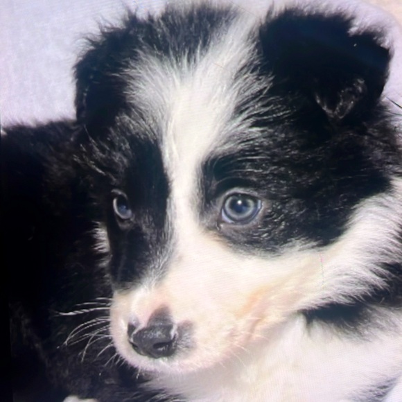 Meet Sunny - Picture 1 of 1